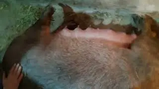 Опорос Дюрка крытым Пьетреном