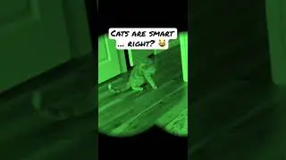 Cat Chasing Their Tail | Funny Cat Video 😸 #shorts