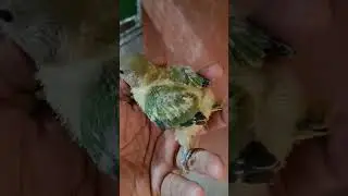 Rosy Opline Love Bird Health Check.... please subscribe my channel to watch more interesting videos.