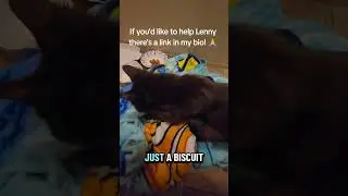 Lenny's a street cat and very sick, I'm doing all I can but i wish I could do more. Please help!