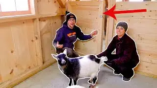 This WILL Keep ALL the BABY GOATS SAFE