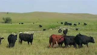 Cattle Market Summary:  Big News Week