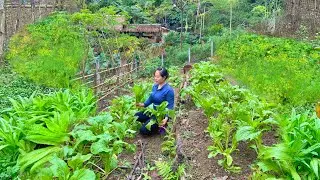 Harvesting Chinese cabbage to sell at the market - Renovating the garden to grow Chinese cabbage