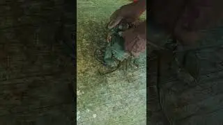 mud crab locking technique || #mudcrabs #fishing #crab || mud crab hunting