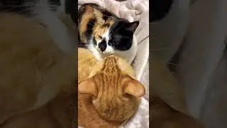 Love-love cats #cat #purr #cute