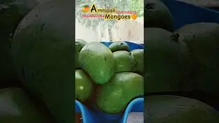 Amrapali🥭 #shortsviral #ytshorts #mango #dasheri #trend #honeypie #alphonsomango #viral #mangolover