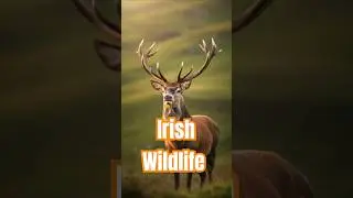 Beautiful Wildlife of Ireland #woodbridgehillcottage #ireland #wildlife #shortsfeed #irishwildlife