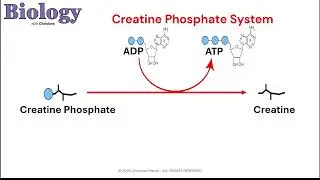 Creatine Phosphate system for muscle contraction