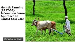 Holistic Farming (PART-03)- A common sense approach to land & cow care