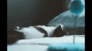 Why Cats Are Secret Ninjas: The Science Behind Their Amazing Jumps!