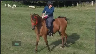 Farouk is so On his Toes, I Can't give him his Head, on the Ganton Hall Hunt Fun Ride🐎🐎🐎🐎