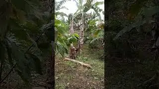 Alam yang sangat indah dan alami