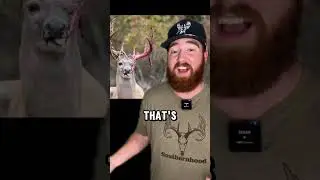 Why do bucks have velvet?! #hunting #deerhunting #whitetail #bowhunting
