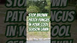 Prevent Brown Patch Fungus This Summer!