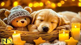 24 hours of healing music for dogs🐶Soothing vibrations to reduce anxiety and fear🎵Music for Dogs