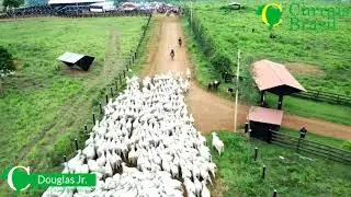 Currais Brasil - Propriedade do Sr&ordm; Henrique Borges  - Trair&atilde;o PA
