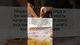 The Unbelievable World of Wheat: A Grain That Changed Civilizations