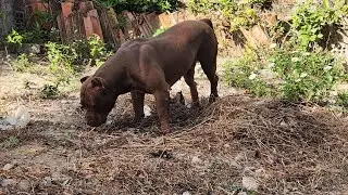 Pitbull Monster Dog 🔥#lekthebestkennel