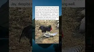 The Rooster Protected His Hen From a Hawk