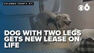 SAVED! Dog with two legs gets new lease on life