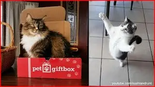 PetGiftBox Unboxing - February 2016 Cat Subscription Box Review