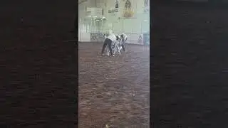 Pictou exhibition dairy goat showmanship