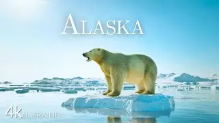 Wild Alaska: Exploring the Diverse Wildlife of the Last Frontier | Wild Safari @NatGeoAnimals @NatGeo