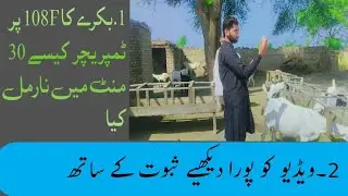 |How to normalize a Buck's temperature to 108F|  | بکرے کا 108F پر ٹمپریچر کیسے نارمل کیا|
