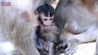 Daniela Small Baby Monkey Crying Ask Mom For Milk, Monkey Life