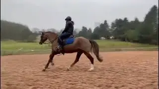 Barney - Smart Sec B Pony