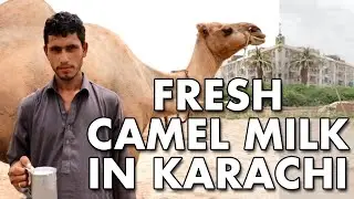 FRESH CAMEL MILK | Street Food Karachi | Pakistan Street Food  | How to Milk Camel - 4K HD