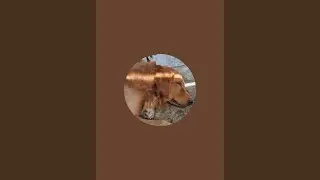 Jeffrey Santos channel is liveupdate for wh# gudnornig guys god blees all🙏🙏🙏🙏