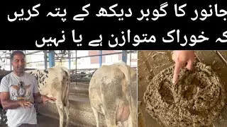 Manure scoring in dairy cattle/manure analysis/گوبر اور صحت/cattle fecal score/fecal sample