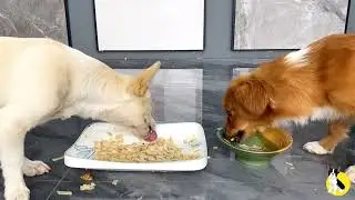 Epic Food Fight Over Fresh Pet Food &ndash; Who Gets the Last Bite? 🐶🍽️ Dog Food Review Series 97