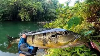 Hooked Peacock Bass Fishing with Fly Casting | Saltwater Fly Tying & Slow Motion Strikes Ep #11