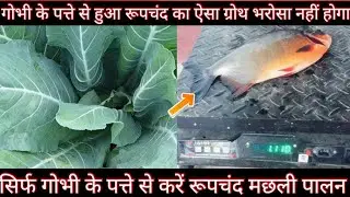 गोभी के पत्ते से रूपचंद मछली का इतना सन्दार बढ़वार कैसे आया ।। कम खर्चे में मछली पालन ।। Roopchanda