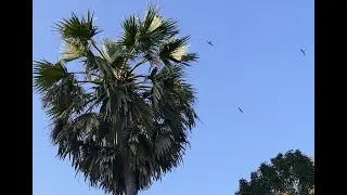 Asian palm swift build their nest on a leaf of a toddy palm in our village in Northeastern Thailand.