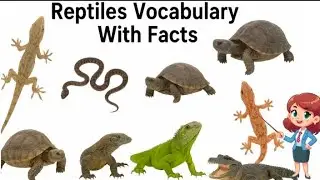 Reptiles Vocabulary With Facts🐍🐊 | Learn Reptiles for Kids | Happy Smart Tots