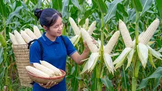 Harvesting Sticky Corn After 90+ Days Care | How to Make Super Delicious Corn Milk Easily 🌽