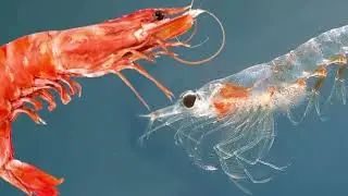 What is krill? What do krill eat? Can humans eat krill? Where do krill live?