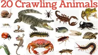 Crawling Animals. Learn 20 Crawling Animals Name in English And Hindi With Pictures and Names #zoo