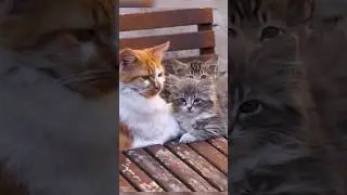 Mother's Love: Purrfect Bond | #CatMomLove
