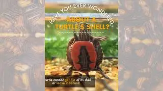 I Wonder About Turtle Shells