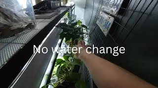 Pond Update No Water Change House Plants, RO Water System, Bettas