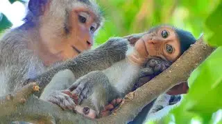Ssadness.....Mother Monkey Abandons Her Child For Alika To Take Care Instead