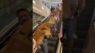 A Golden Retriever Party Was Held In A Shopping Mall In Brazil | Pets Funny World