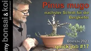 Bonsai 2023-33 - quick job #17 - Bergkiefer - Pinus mugo - die n&auml;chsten Schritte zum &Uuml;berleben