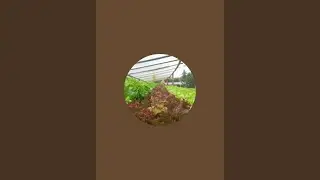 Panen selada caipira