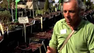 Les PLANTES GRASSES RUSTIQUES, des SUCCULENTES R&Eacute;SISTANTES au FROID