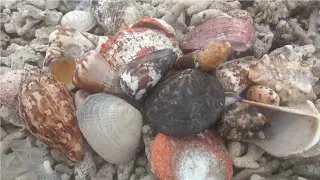 Backpackers go hunting for seashells
